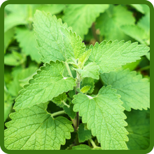 Fragrant Nepeta Cataria Lemon Catnip