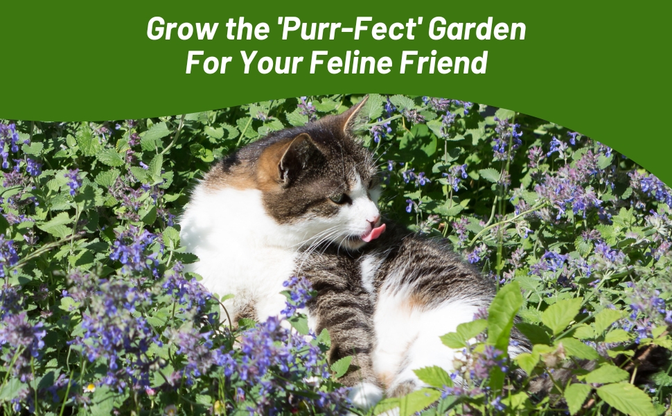 Cat Napping in Nepeta Cataria Catnip Plants