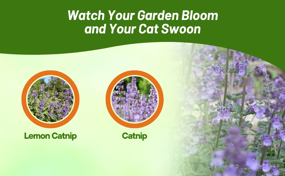 Catnip and Lemon Catnip Grown From Herb Garden Seeds