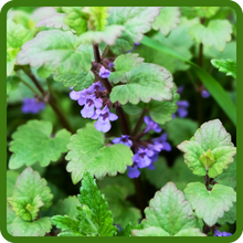 Easy to Grow Nepeta Cataria Catnip Plants