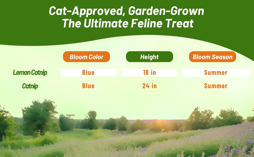 Bloom Color, Season, & Height Chart of Nepeta Cataria Catnip Plants