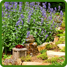 Nepeta Cataria Catnip For Container Gardening