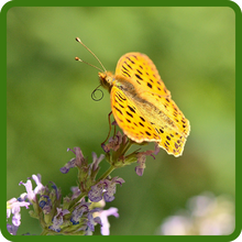 Nepeta Cataria Catnip Pollinator Attraction