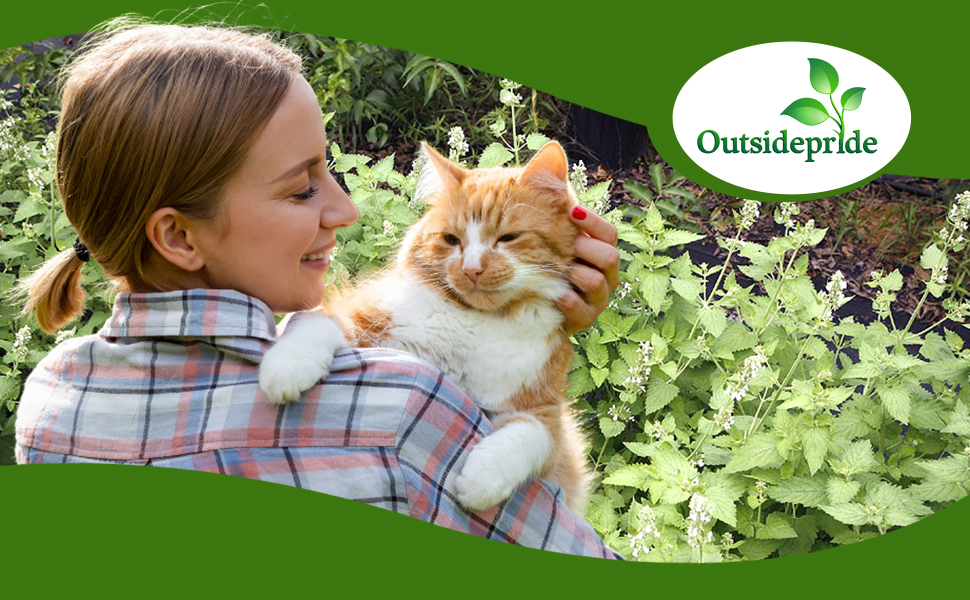 Cat in Nepeta Cataria Catnip Herb Garden