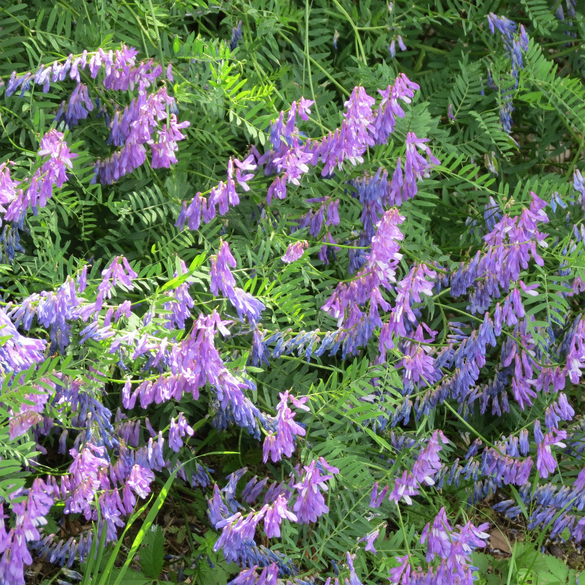 Hairy Vetch Seeds Legume Cover Crop Seed