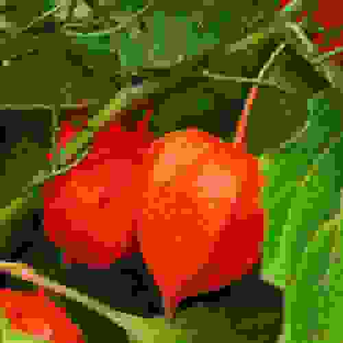 Chinese Lantern Seeds - Physalis Alkekengi Flower Seeds