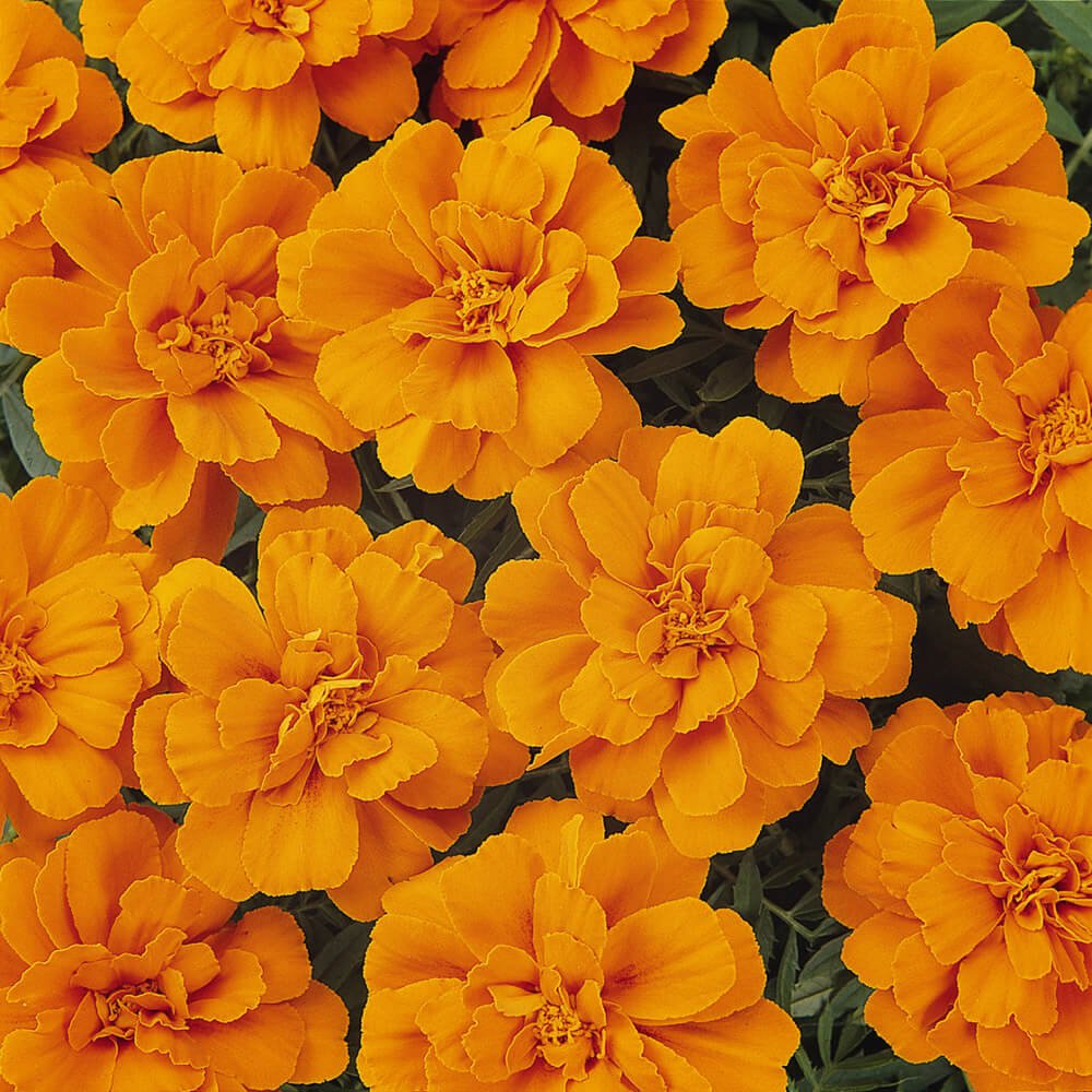 French Marigold Tagetes Patula Durango Tangerine Flower Seeds