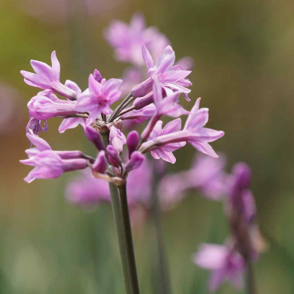 Society Garlic Seeds - Tulbaghia Violacea Silver Lace Flower Seed