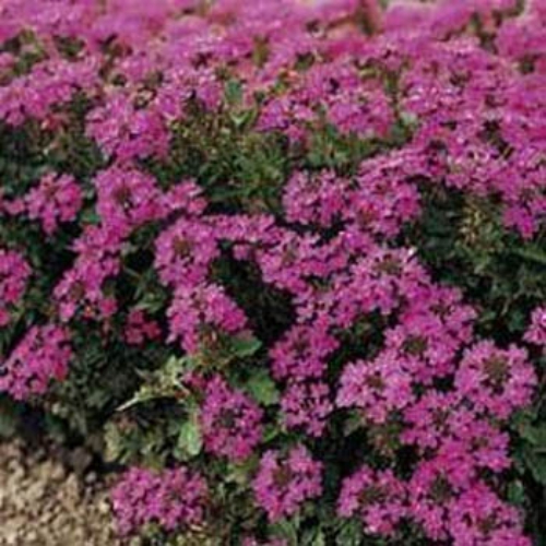 Verbena Seed - Rose Verbena Ground Cover Seeds