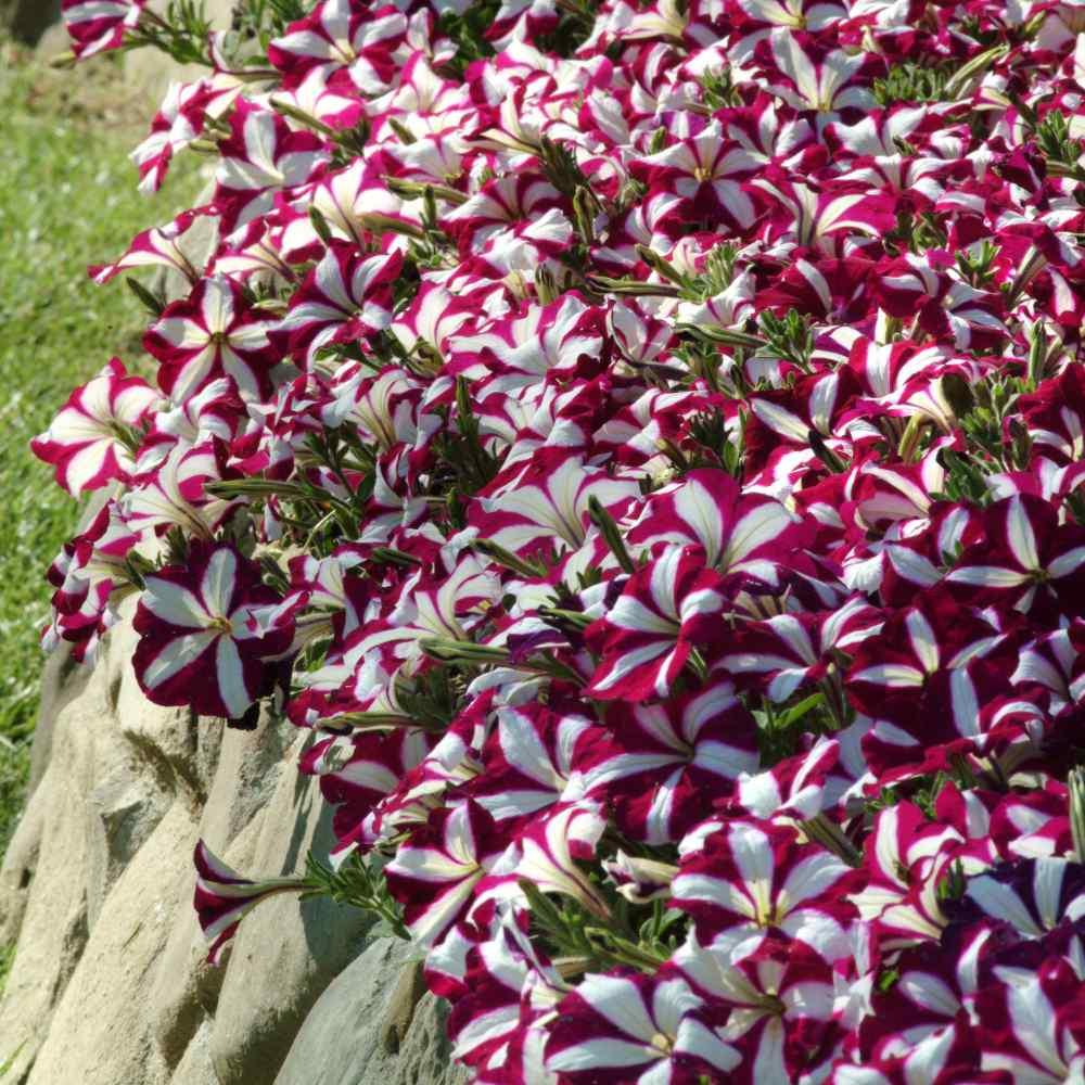 Easy Wave Spreading Petunia x Hybrida Burgundy Star Flower Seeds