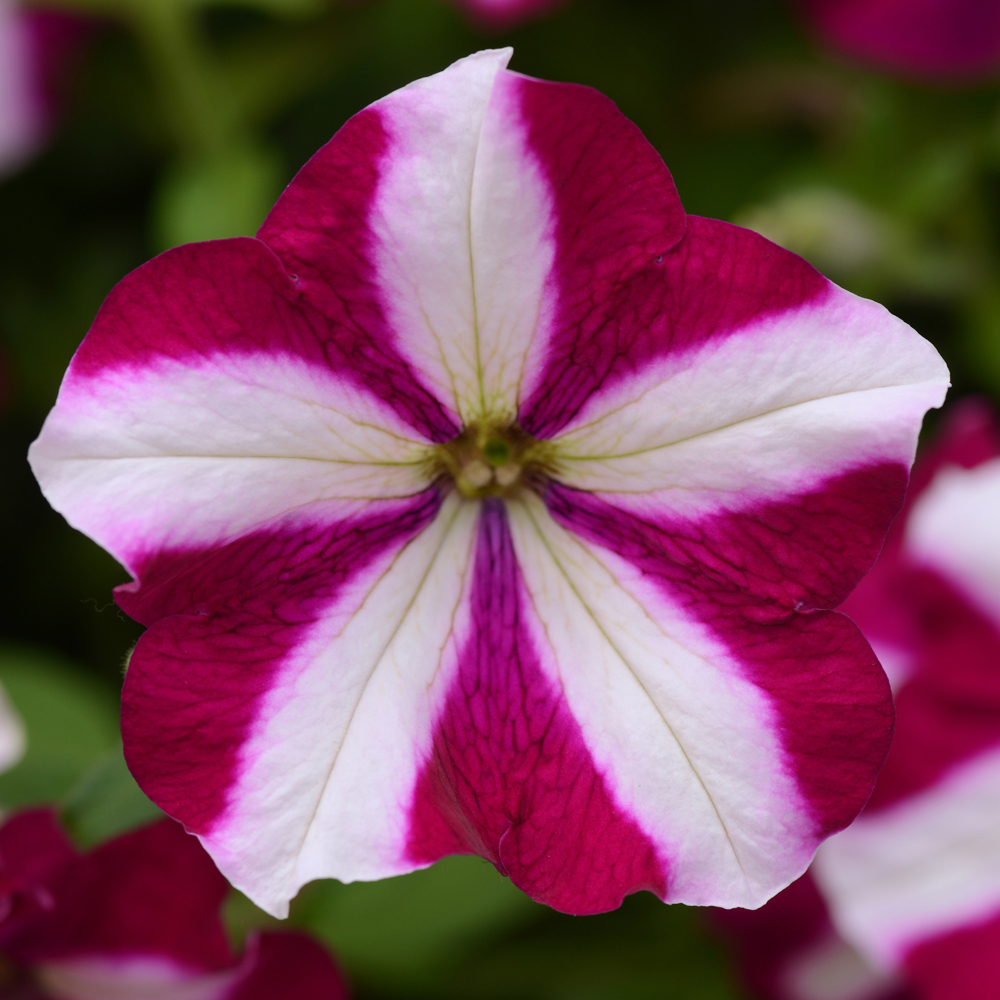 Best Type Of Petunias For Hanging Baskets - best petunias for hanging baskets