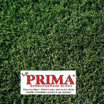 Germination of bermuda grass seed