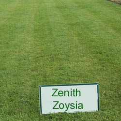 Zenith Zoysia Pictures