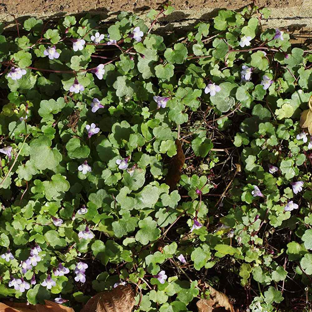 ivy ground cover