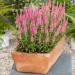 Veronica Pink Goblin Container Flowers