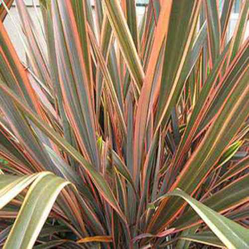 Phormium Tenax New Hybrids New Zealand Flax Ornamental Grass