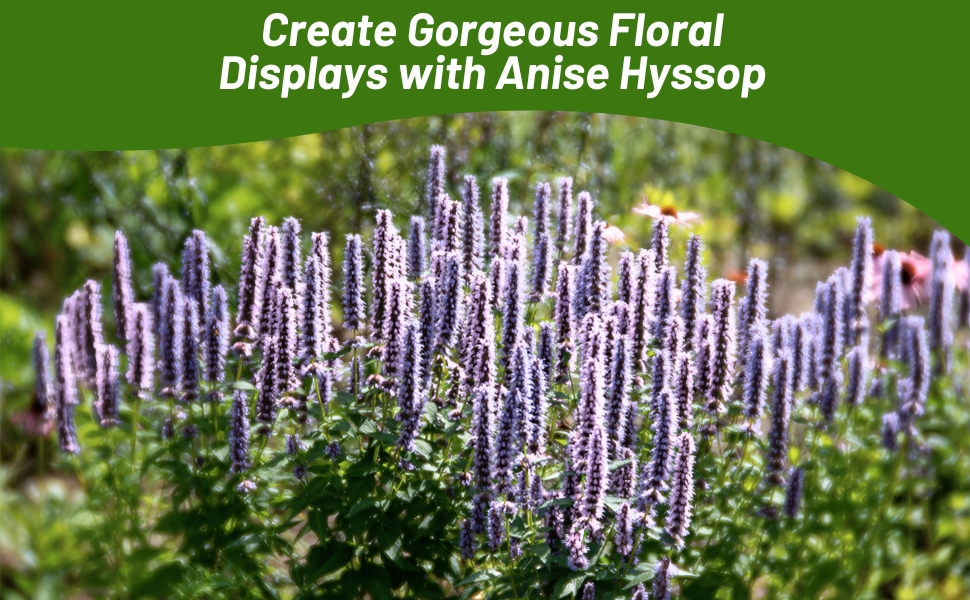 Herb Garden of Anise Hyssop Plants