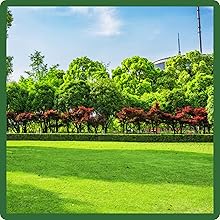 Bermuda Grass 3-way Grass Seed Blend