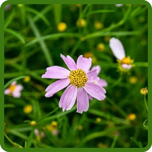 image of flower