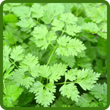 Chervil Fast Growing Herb