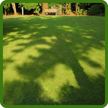 Showtime Shade Tolerant Lawn Grass Seed Mix