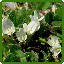 image of flower