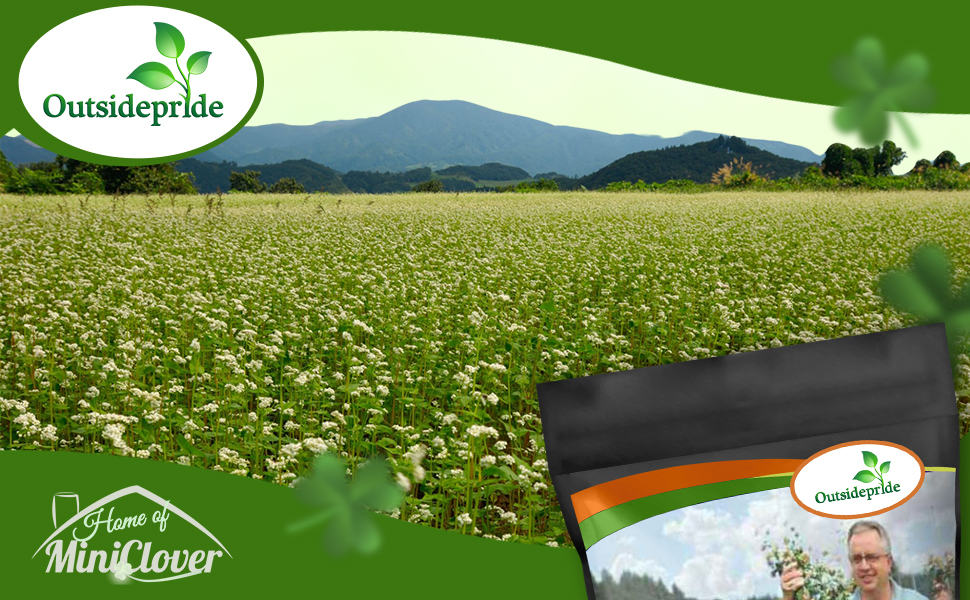 Balansa Cover Crop Clover Seeds