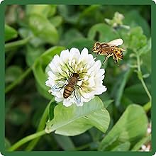 Pollinating Balansa Clover Flowers Which Pollinators Love