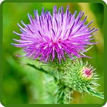Easy to Harvest Burdock Herb Plants