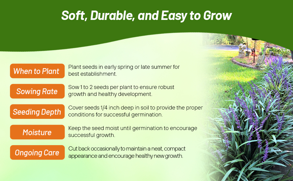 Planting Directions for Liriope Monkey Ornamental Grass Seeds
