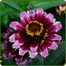 image of flower