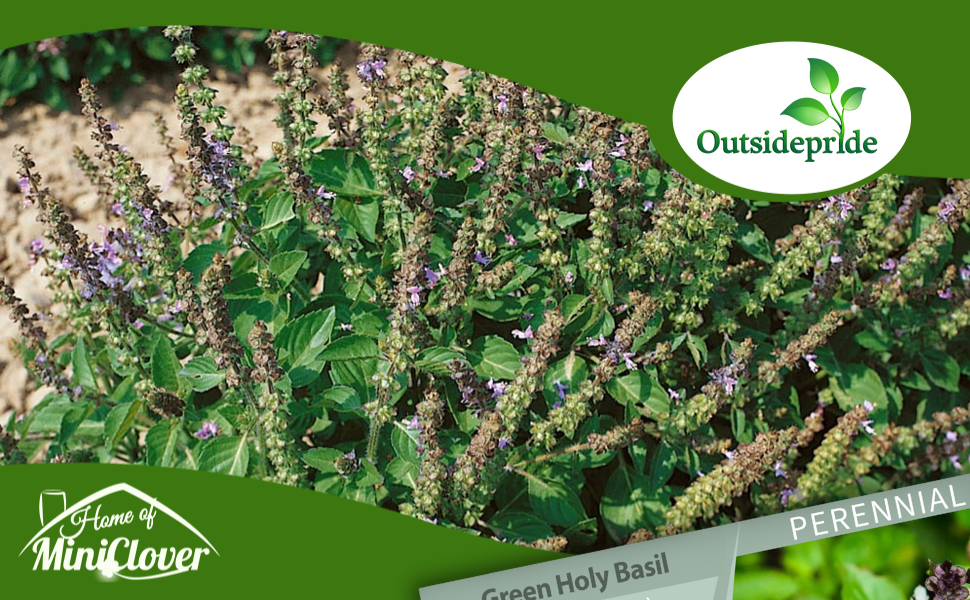 Perennial Basil Herb Garden Plants