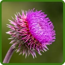 Burdock is Rich in Nutrients