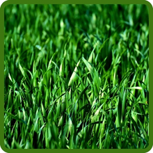 Crystal Bluelinks Blue-green Creeping Bentgrass Seed
