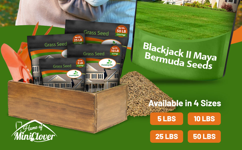 Blackjack II Bermuda Lawn Grass Seed