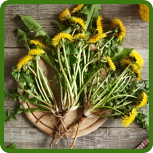 Dandelion Nutrient Rich Herbs