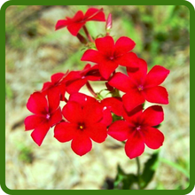 image of flower