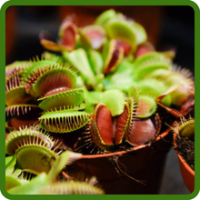 Venus Flytrap Low Maintenance