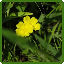 image of flower