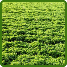 Alfalfa Forage Seed