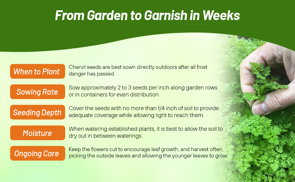 Planting Instructions For Chervil Herb Garden Seeds