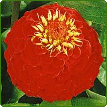 image of flower