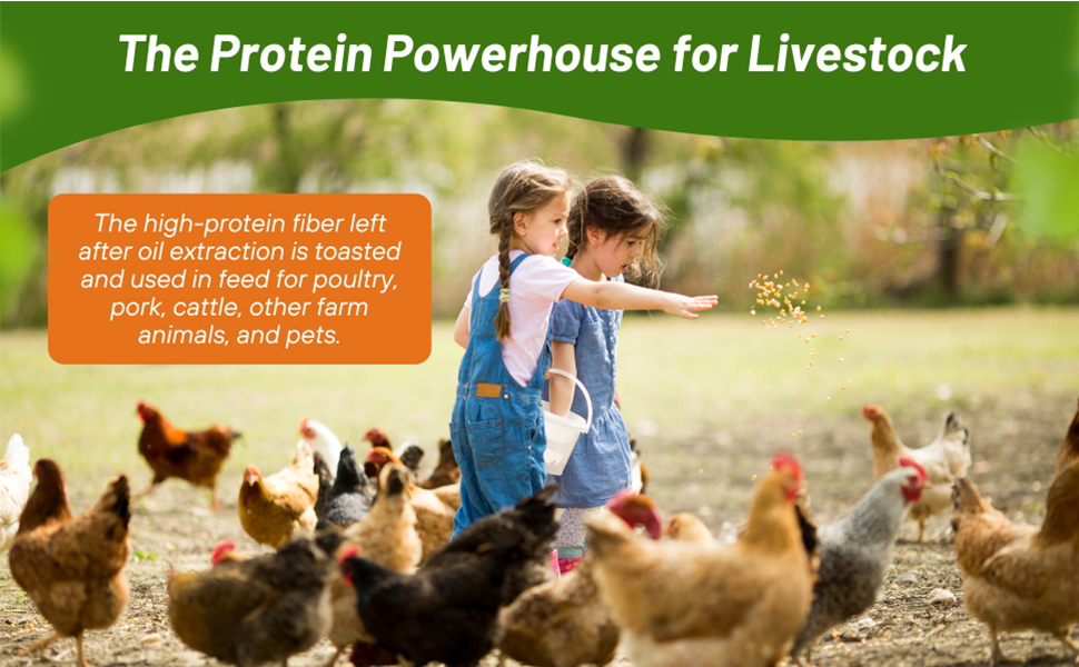 Powerhouse of Protein from Soybeans For Livestock and Chickens