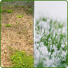Heat & Cold Tolerant Full House Bermuda Grass Seed