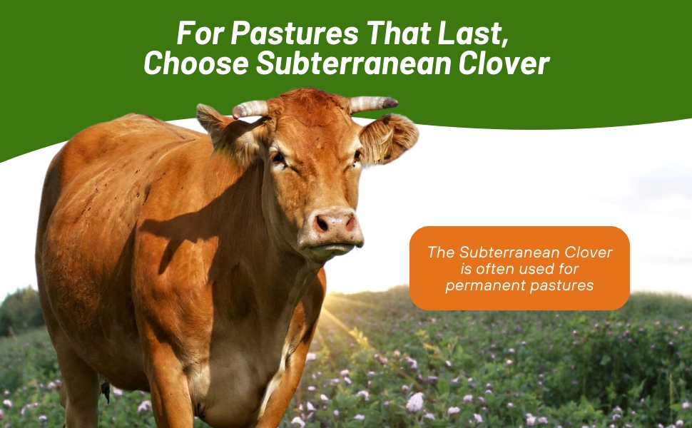 Subterranean Clover For Pastures, Forage, Ground Cover