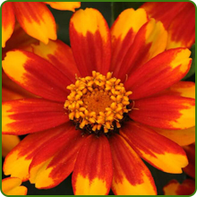 image of flower