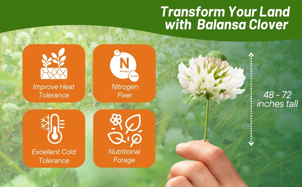 Coated, Inoculated, Heat & Cold Tolerant Fixation Balansa Clover Seeds