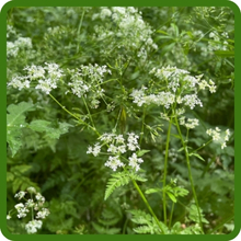White Umbels of Chervil Plants Producing Seeds