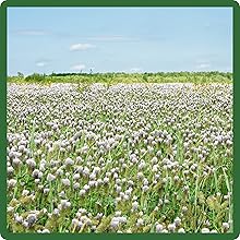Balansa Soil Improving & Enhancing Cover Crop Seeds