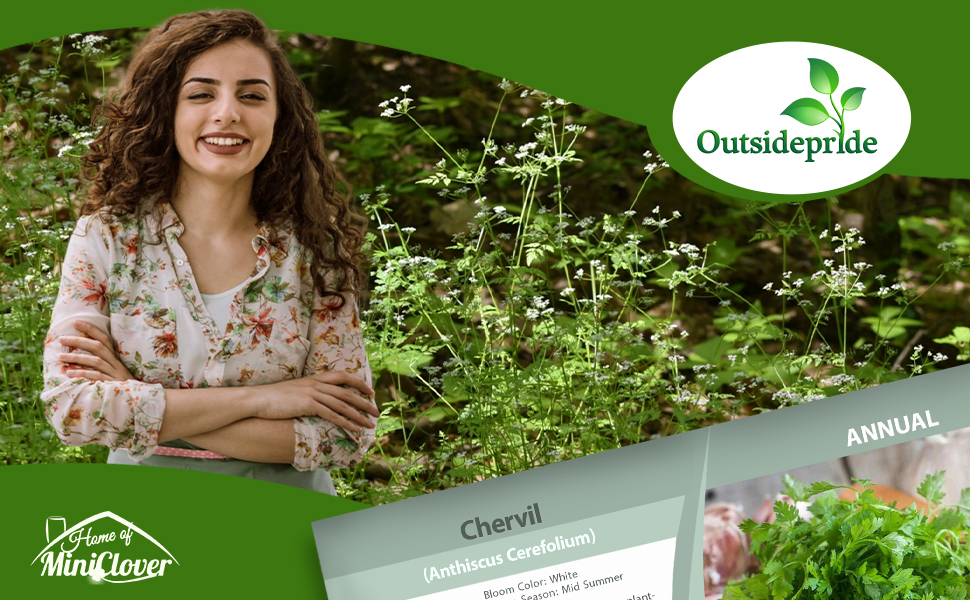 Chervil Herb Garden